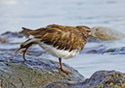 Arenaria melanocephala